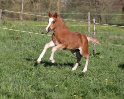 horse Josefin (Black Forest Horse, 2019, from Rubiniero)