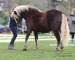 broodmare Lucy Bi Ba Ba Lady (Black Forest Horse, 2015, from Dachs)