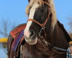 broodmare Rika II (ex Missessippi) (Black Forest Horse, 2007, from Maximus)