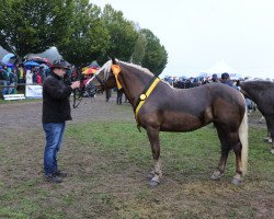 broodmare St.Pr.L.Stute Mia (Black Forest Horse, 2014, from Wildfuchs)