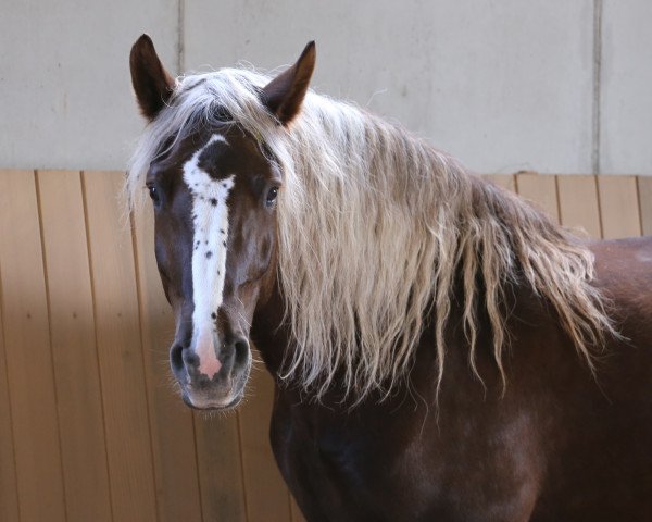 broodmare Leni (Black Forest Horse, 2008, from Vogt)