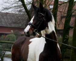 dressage horse Royal Colour (Westphalian, 2017, from Rubin Royal OLD)