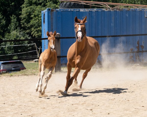 Zuchtstute Cat Balou (Trakehner, 2006, von Perechlest)