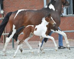 broodmare Qunterbunt (Westphalian, 2013, from Quinzanos)