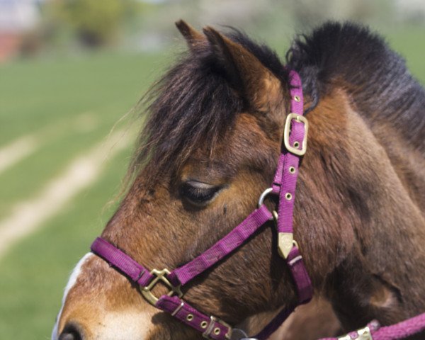 horse Spirit of Vulcan (Hackney (horse/pony), 2013, from Sunbeam Vulcan)