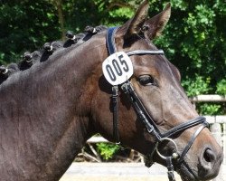 broodmare Feebee (Hanoverian, 2015, from Fürstenball)