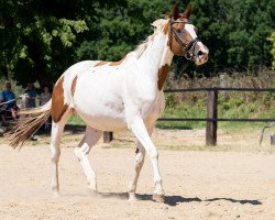 Zuchtstute Rotkäppchen 12 (Trakehner, 2005, von Camaro)