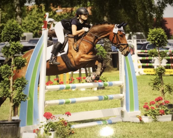 dressage horse Polys Rose (Rhinelander, 2011, from Polystar)