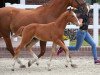 jumper Happy Hickstead E (Oldenburg show jumper, 2019, from Hickstead White)