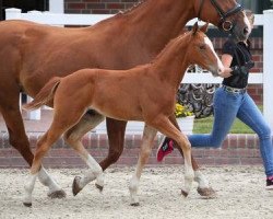 jumper Happy Hickstead E (Oldenburg show jumper, 2019, from Hickstead White)