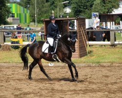 dressage horse Lantana 62 (Saxony-Anhaltiner, 1996, from Ladero)