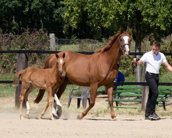 Zuchtstute Ostzauber (Trakehner, 2009, von Perechlest)