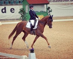 dressage horse Flori's Top Gun (Oldenburg, 2013, from Fuechtels Floriscount OLD)