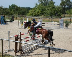 Springpferd Cup Cake (Deutsches Reitpony, 2010, von Campino)