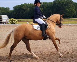 broodmare Mystique Fay (German Riding Pony, 2016, from The Braes My Mobility)