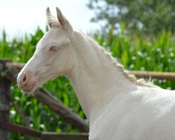 dressage horse Nordics Lord Connor (German Riding Pony, 2020, from Soel'rings Cuvee)