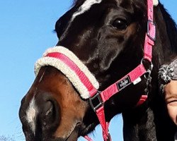 dressage horse Die Rose (Hanoverian, 2000, from Del Piero)