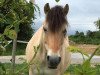 horse Snorre (Fjord Horse, 2012, from Stedjeblakken)