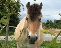 horse Snorre (Fjord Horse, 2012, from Stedjeblakken)