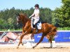 dressage horse Fairytale 119 (Czech Warmblood, 2013, from Fürst Wilhelm)