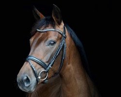 dressage horse Elli (Westfale, 2013, from Ehrenstolz)