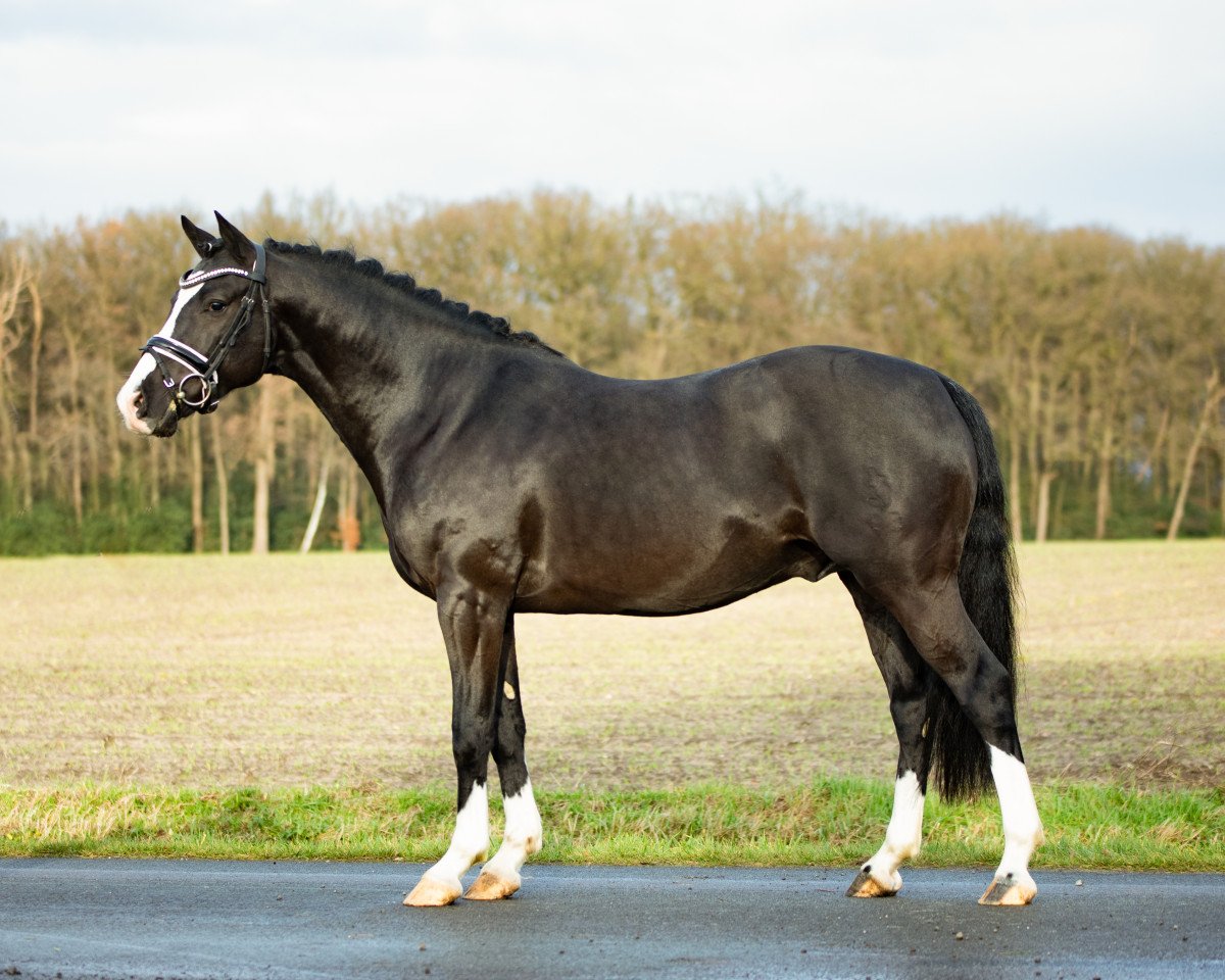 stallion Danny Zuko (German Riding Pony, 2016, from D-Day AT)