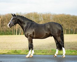 Pferd Danny Zuko (Deutsches Reitpony, 2016, von D-Day AT)