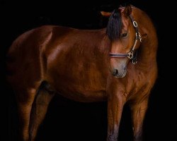 dressage horse Perception B (German Riding Pony, 2013, from Perseus B)