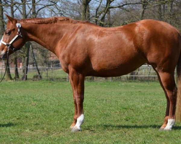 Zuchtstute With Silver And Gold (Quarter Horse, 2005, von With Technique)