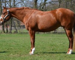 broodmare With Silver And Gold (Quarter Horse, 2005, from With Technique)