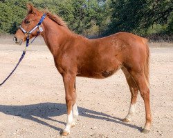 Pferd GI Platinum Whizkey (Quarter Horse, 2019, von Platinum Vintage)