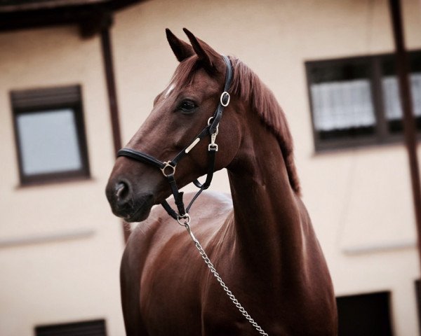 dressage horse Berlioz 12 (Hanoverian, 2011, from Bonifatius)