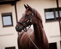 dressage horse Berlioz 12 (Hanoverian, 2011, from Bonifatius)