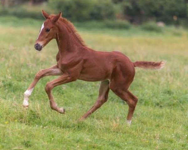 dressage horse Finnigen (Hanoverian, 2016, from Fuechtels Floriscount OLD)