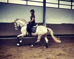 dressage horse Creamy Blue Eye (German Riding Pony, 2015, from FS Champion de Luxe)