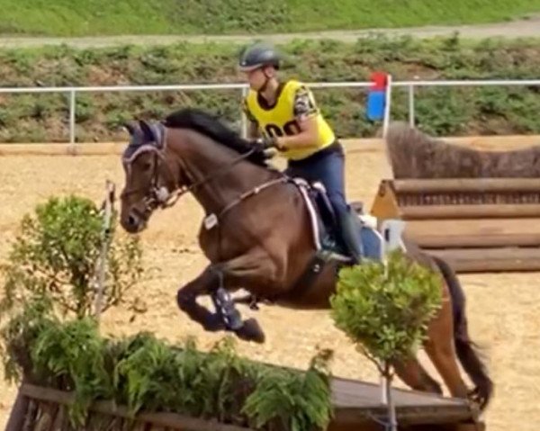 jumper Kleiner Herzensdieb (Trakehner, 2007, from Herzensdieb)