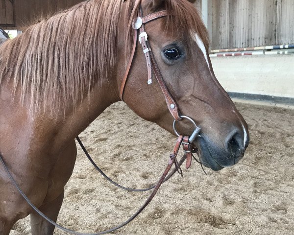 horse Galiscia (Arabian thoroughbred, 2005, from Dg Benghasi ox)