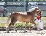 broodmare Hexe (Rhenish-German Cold-Blood, 2017, from Higgins)