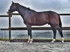 jumper Colorit's Tip Top (Austrian Warmblood, 2009, from Colorit)