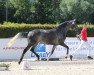 broodmare Dimanche (Westphalian, 2017, from Dacantos)