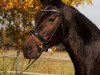 broodmare Chanel (Bavarian, 1997, from Rohdiamant)