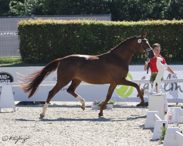 broodmare Symphonie 104 (Westphalian, 2016, from Sir Heinrich OLD)