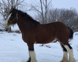 horse Zorra Highland Enhancer (Clydesdale, 2009, from Doura Rising Star)