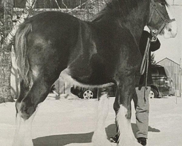 stallion Toll-Gate Ambassador (Clydesdale, 2007, from Willow Way Highlight)