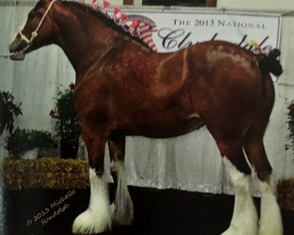 Zuchtstute Stone Croft Ayton Matilda (Clydesdale, 2007, von Ayton Final Achievement)