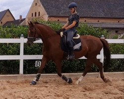 broodmare Diamond Princess 3 (German Sport Horse, 2007, from Relius)