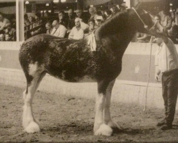 Zuchtstute Thistle Ridge Irish Lace (Clydesdale, 2003, von Thistle Ridge Argyll Avery)