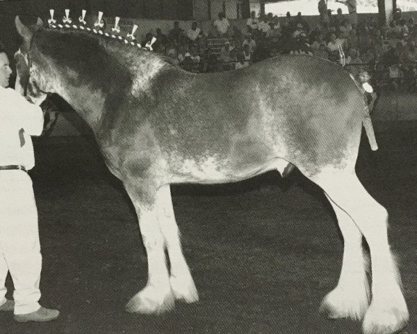 horse Schuler Farm's Stricker's Cutty Sark (Clydesdale, 2007, from Dillars Striker)