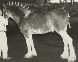 Pferd Schuler Farm's Stricker's Cutty Sark (Clydesdale, 2007, von Dillars Striker)