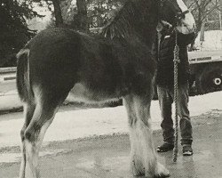 Pferd SCA Major Excelsior (Clydesdale, 2009, von Hewal Midnight Brown Bowler)